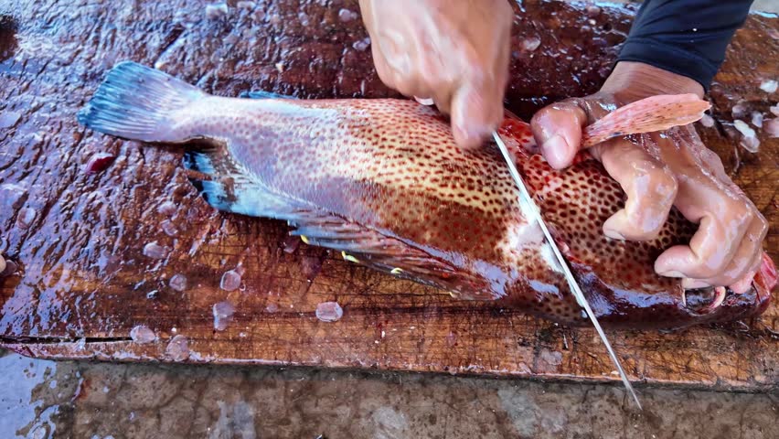 Fisherman hands filleting a fresh red grouper fish close up shot