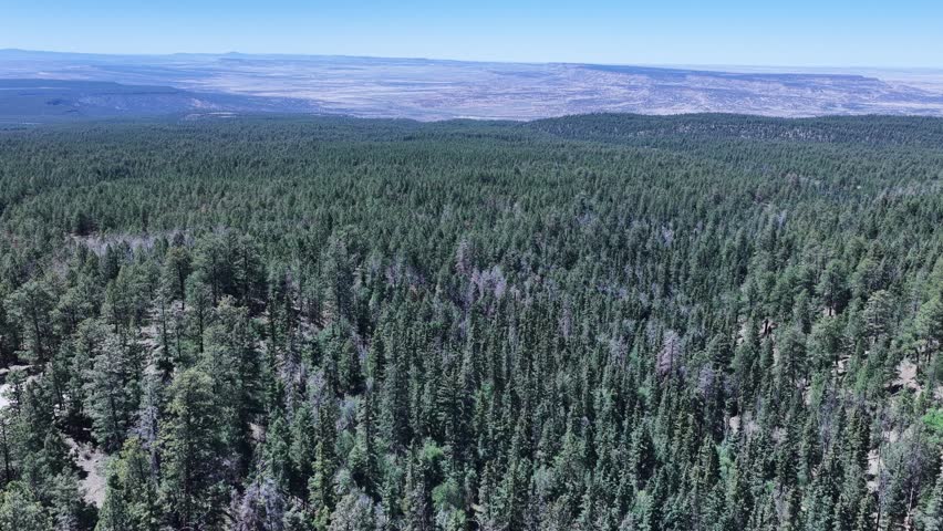 aerial view of Mount Taylor forest