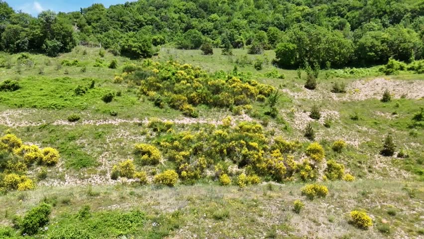 Mountain slope covered with flowering broom bushes, wild herbs and pioneer shrubs, with wooded hills in the background and a clear sky