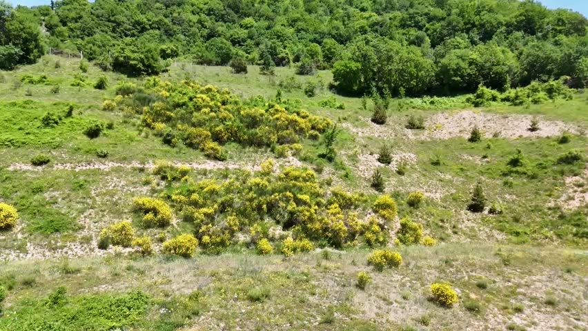 Mountain slope covered with flowering broom bushes, wild herbs and pioneer shrubs, with wooded hills in the background and a clear sky