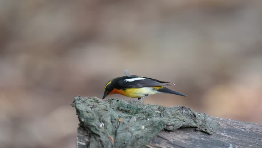 Narcissus flycatcher Standing on stump and a blurred green background.	