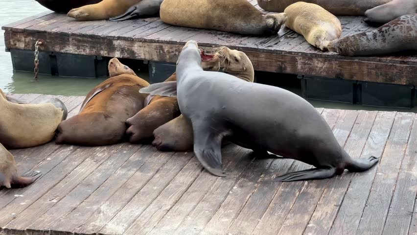 Sea lions on the Pier 39, San Francisco, California, USA