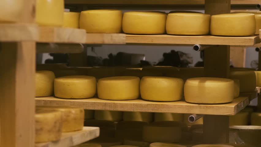 Cheese wheels aging on wooden shelves in traditional cheese cellar. Dairy storage room on small cheese farm in Armenia. Food production process. Culinary craftsmanship