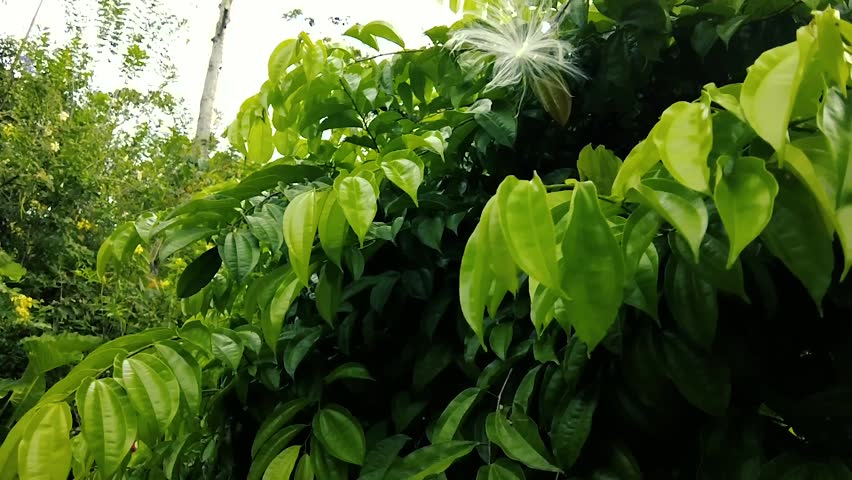 Delicate White Fluffy Seed Pod Amidst Lush Green Leaves - Nature
