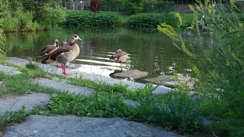 Egyptian geese gathering by pond with wing movement in tranquil park landscape