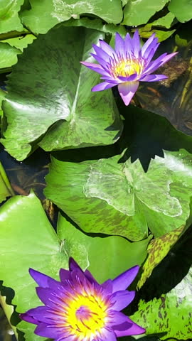 Purple Water Lily Flowers Blooming on Pond with Green Lily Pads, Slow Motion, Tropical Garden