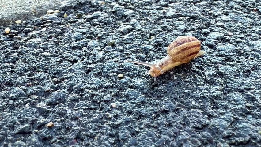 Snail slowly crawling across rough asphalt surface in outdoor daylight setting