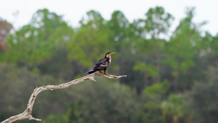 Anhinga (Anhinga anhinga) standing on a tree branch at Orlando Wetlands Park in Christmas, Florida, captured in its natural wetland habitat with stunning 4K resolution wildlife footage.
