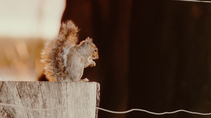 View of a squirrel perched on a wooden post in Phoenix Park, Dublin 8, County Dublin, Ireland.