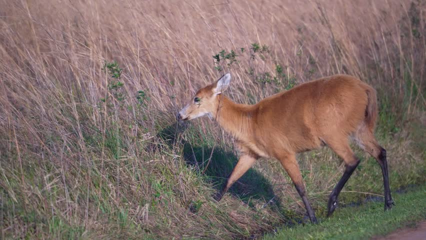 Marsh deer moves through tall dry grass, gradually disappearing into the vegetation in a quiet grassland scene.