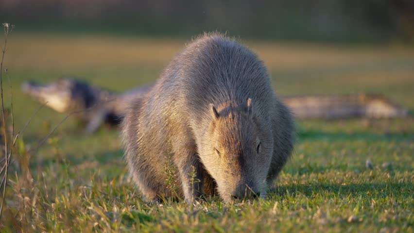 Capybara feeds on short grass while a yacare caiman lies motionless behind it in soft evening light, useful for wildlife behavior or predator prey tension scenes.