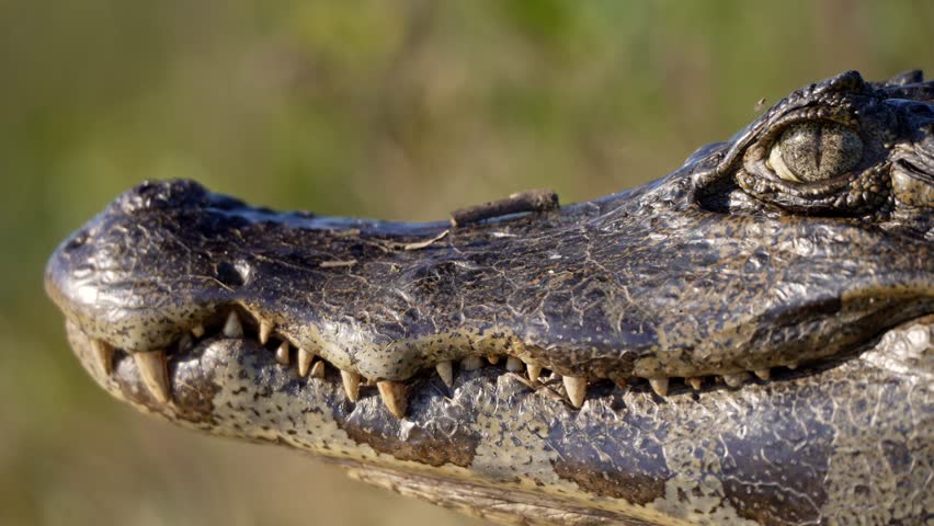 Yacare caiman head fills the frame in tight side profile, sharp teeth and textured scales lit in warm daylight, useful for wildlife, predator, or reptile themed projects.