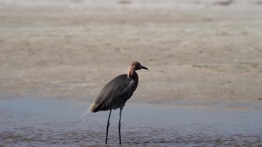 Reddish Egret (Egretta rufescens) on Fort De Soto Beach, captured in its natural coastal habitat with stunning 4K resolution wildlife footage.