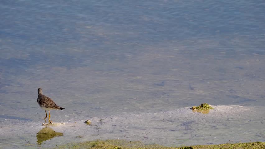 Lesser Yellowlegs (Tringa flavipes) in natural wetland habitat captured in stunning 4K resolution wildlife footage.