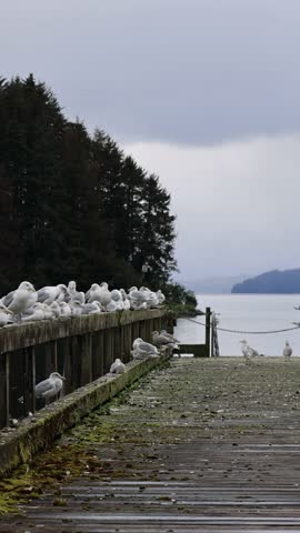 View of numerous seagulls perched on a weathered wooden pier with a dense evergreen forest and calm water in the background in Hoonah, Alaska, United States.