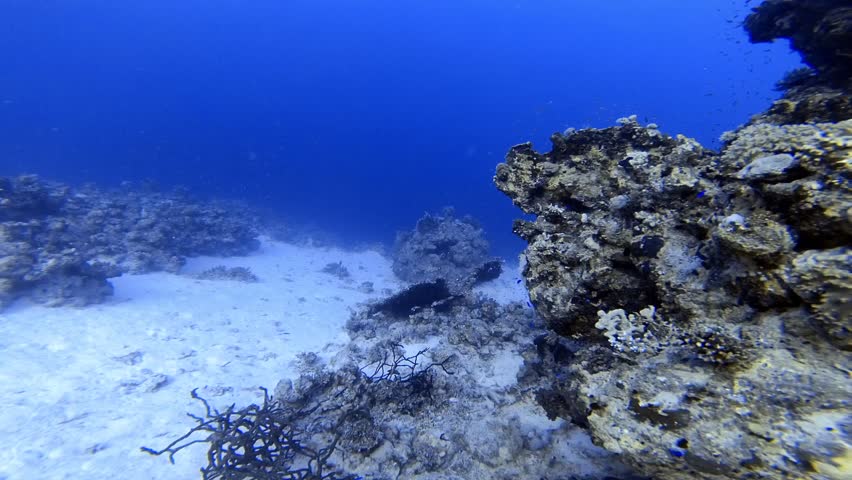 A curious Red Sea turtle