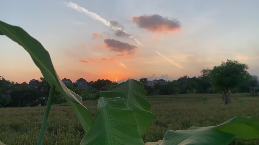 Sunset in the rice fields