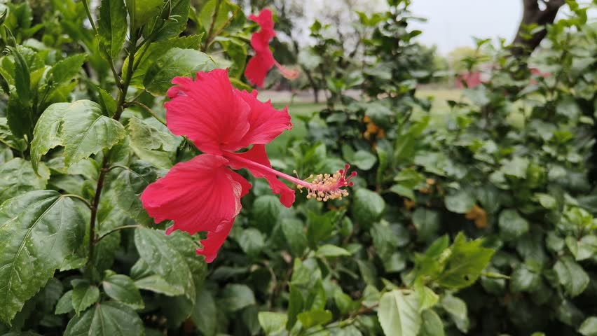 A shrub named  Hibiscus rosa-sinensis is blooming with beautiful red flowers in nature