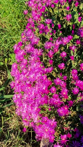 Time-lapse of pink Delosperma ice plants closing their flowers as the sun sets.