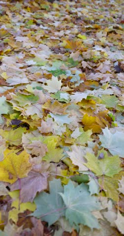 Fallen maple leaves with frosts, this layer of yellow leaves with traces of white frost forms a dense textured carpet on the garden path.