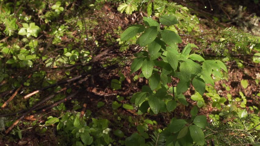 Green shrubs in quebec forest.