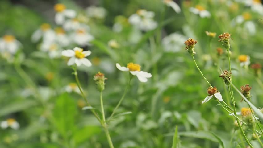 Bidens alba or spanish needle is a wildflower found in meadows, serving as a nectar source for pollinators. It is a rapidly spreading weed, but is used medicinally.