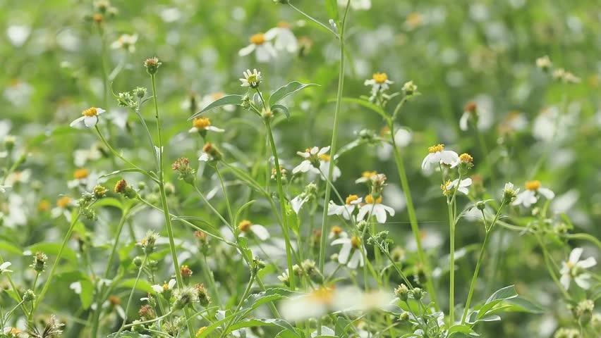 Bidens alba or spanish needle is a wildflower found in meadows, serving as a nectar source for pollinators. It is a rapidly spreading weed, but is used medicinally.