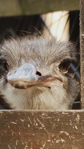 Vertical video. Close-up of ostrich head looking through wooden fence on the farm.