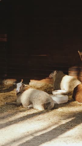 Vertical video. White and brown sheep rest together in outdoor barn on the farm.