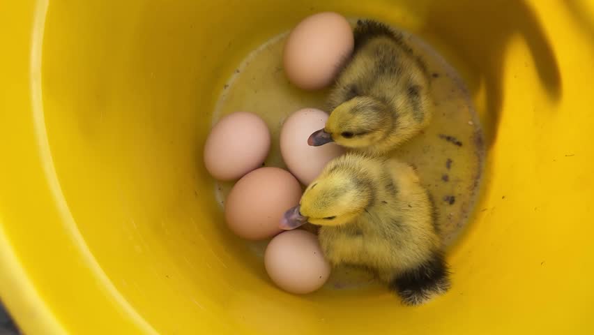 Cute yellow ducklings with eggs in a yellow bucket, poultry hatching concept.