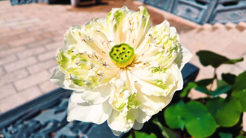 Macro Close-up of a Blooming White and Green Lotus Flower with Visible Seed Pod in Daylight