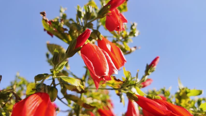 Close low angle view of malvaviscus arboreus red tubular pendant flowers against clear blue sky.