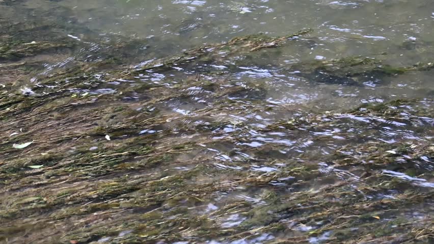 A fast current of a transparent river carries clear water over a shallow bottom. Gray algae and plants, swaying smoothly under the stream