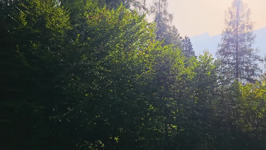 Moving view past a forested mountain hillside, with leafy branches blocking the scenery, bright sun flare, and distant alpine peaks appearing through gaps in the trees.