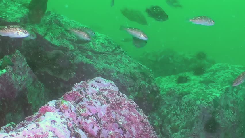 Small fish swim and explore a magnificent underwater rocky landscape in the Sea of Japan. Vibrant pink and purple corals adorn the rocks, creating a living tapestry for marine creatures.