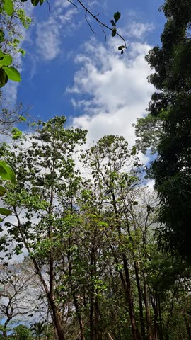 Bright sunlight shining through dense green tree leaves with a clear blue sky and white clouds above