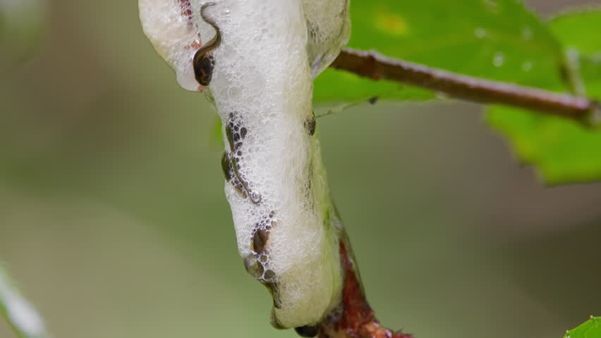 Slow-Motion Close-Up of Forest Green Tree Frog (Zhangixalus arboreus) Tadpoles Hatching from Egg Mass