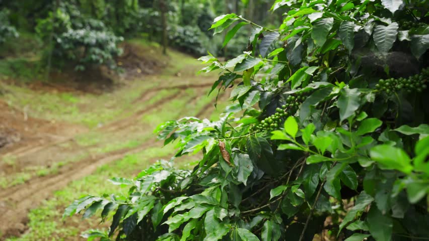 Sunrise over a Lush Coffee Plantation – Panning Shot