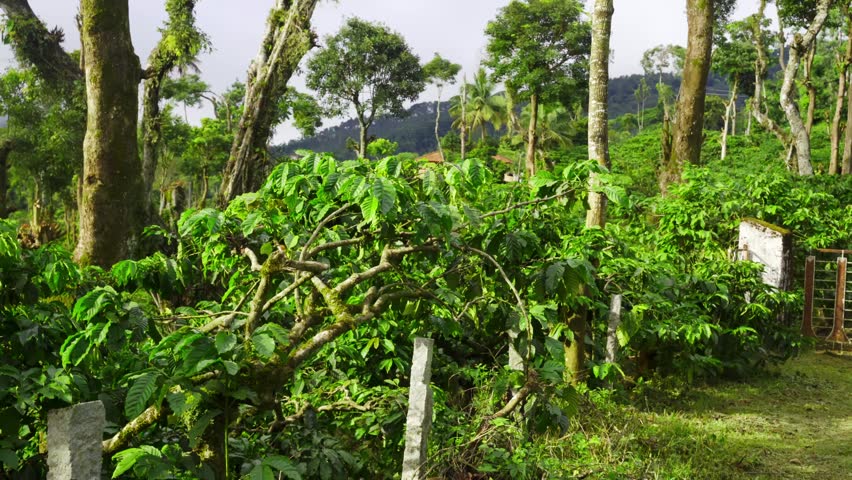 Sunrise over a Lush Coffee Plantation – Panning Shot