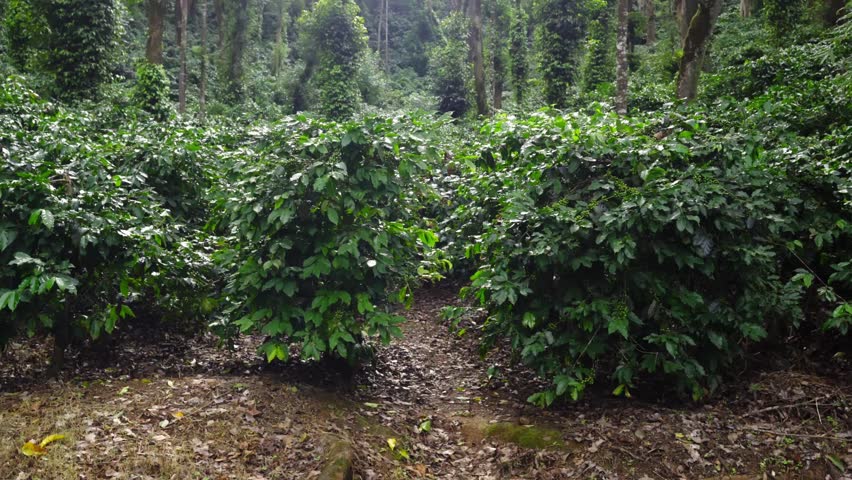Sunrise over a Lush Coffee Plantation – Panning Shot