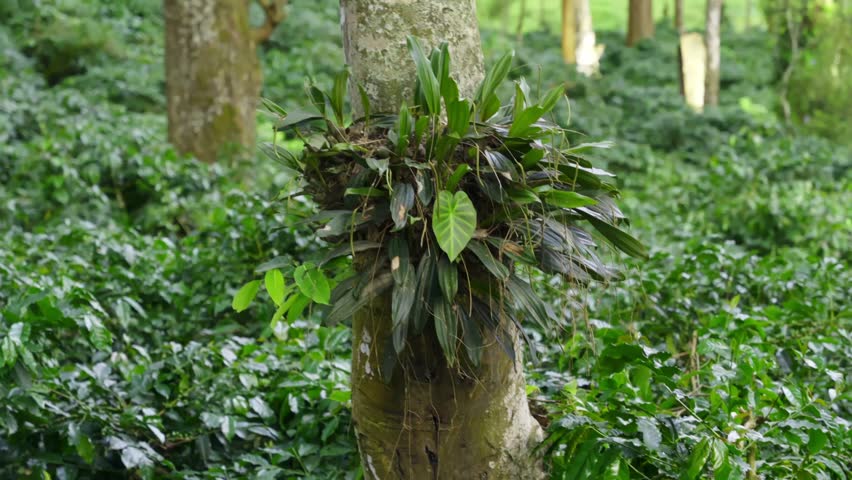 Epiphyte Plant on Tree Trunk – Smooth Panning Shot
