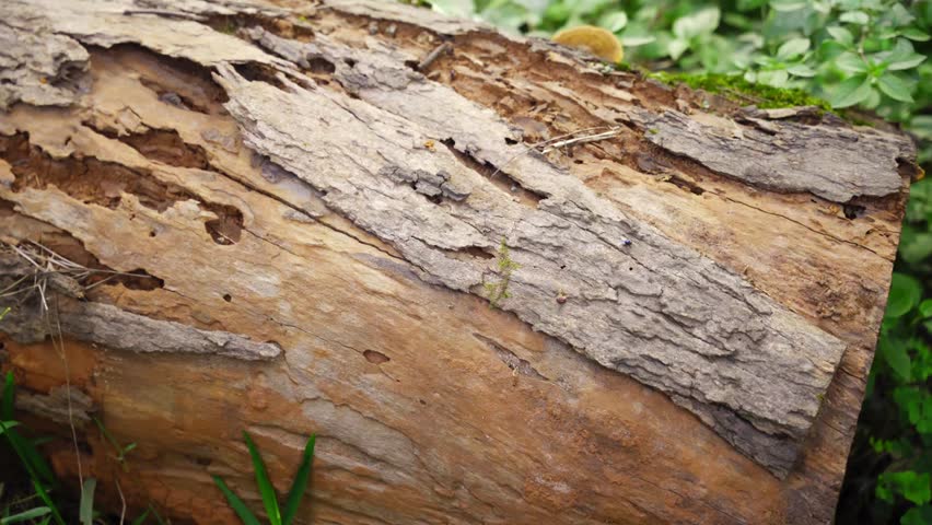 Tree Trunk Termite Damage – Slow Panning Shot