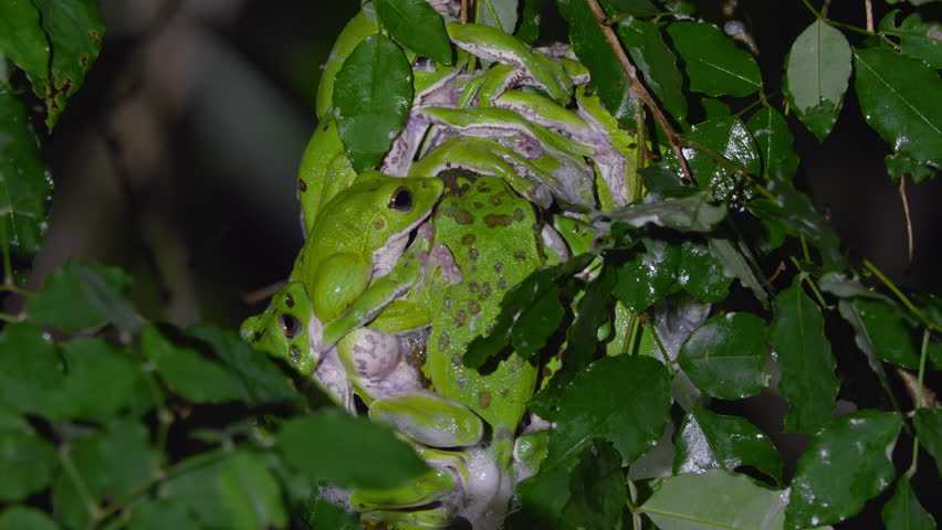 Close-Up of Forest Green Tree Frogs (Zhangixalus arboreus) on Tree Branch Above Forest Pond at Night