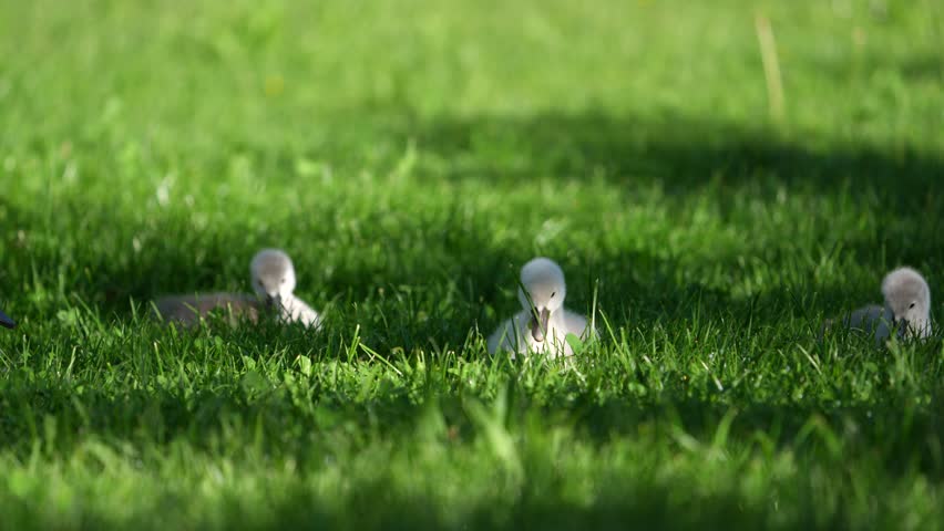 Close up footage of cute baby ducklings resting and moving through lush green grass in a natural outdoor setting near a lake in Switzerland.