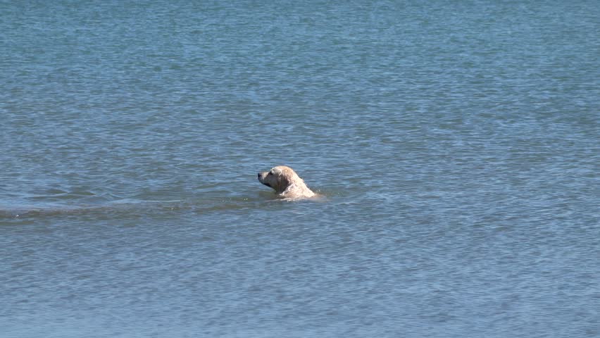 Playful dog in the water