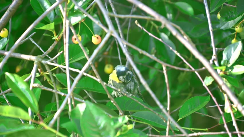 Small songbird preening on leafy branch in dense garden shrubbery. The Eurasian blue tit.