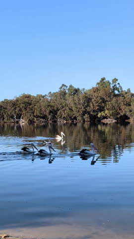 Vertical video of pelicans float on the water while trees stand in the background under a clear blue sky on a sunny day.