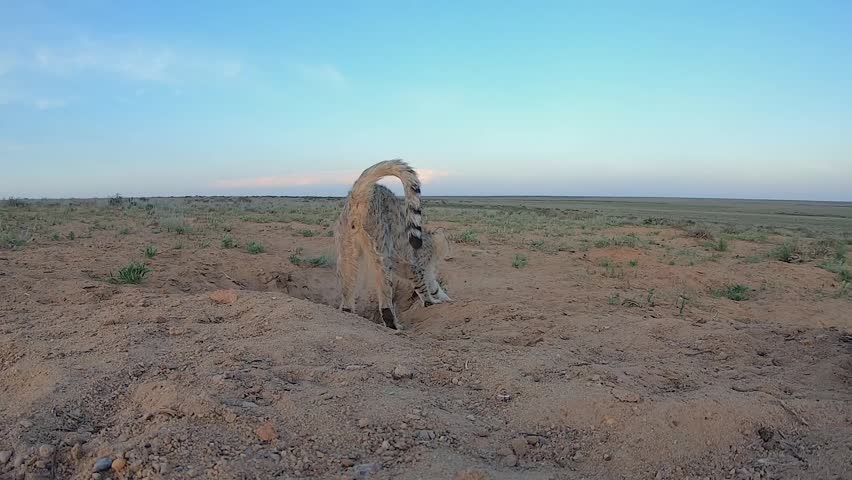 Pair of African wildcats (Felis lybica) playing near a den in natural steppe habitats with sagebrush; Southern Kazakhstan
