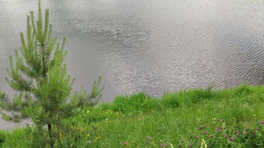 Small pine tree growing by the edge of a rippling river. Lush green meadow grass with wild flowers near water. Rural landscape nature scene for environment.