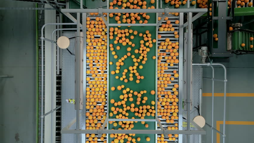 Citrus fruit on conveyor belts in a fruit factory, highlighting industrial automation. Overhead drone shot.